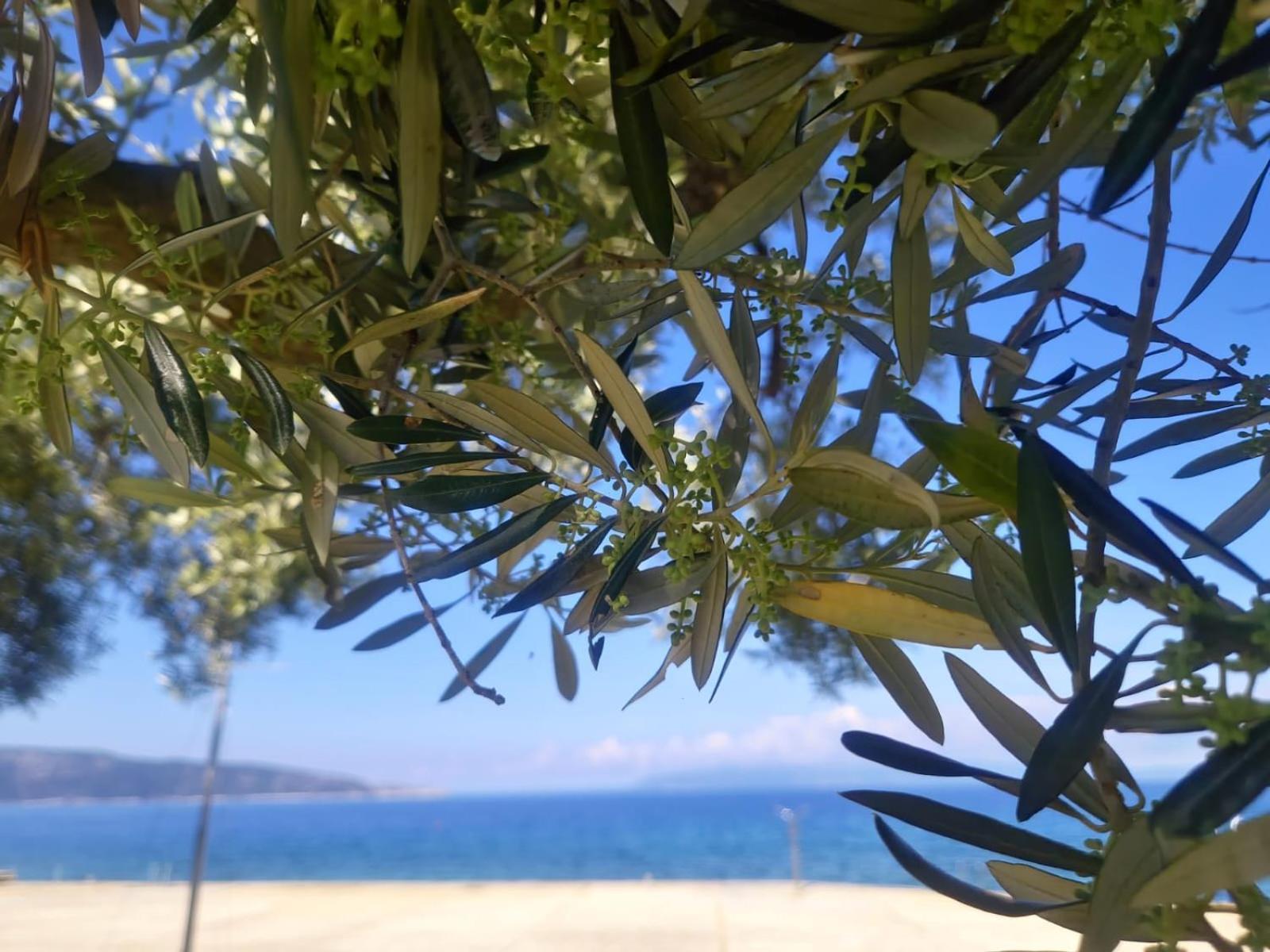 Apartment Kristian Cres Εξωτερικό φωτογραφία